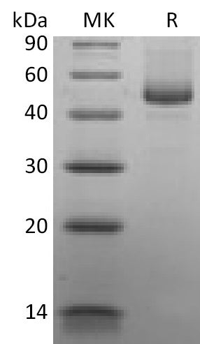 BL-2156NP: Greater than 95% as determined by reducing SDS-PAGE. (QC verified)Recombinant Human CD27L Protein (C-mFc)