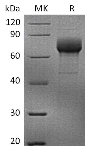 BL-2108NP: Greater than 90% as determined by reducing SDS-PAGE. (QC verified)Recombinant Human LILRB4 Protein (C-Fc)