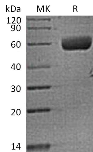 BL-2303NP: Greater than 95% as determined by reducing SDS-PAGE. (QC verified)Recombinant Human FAM3B Protein (C-Fc)