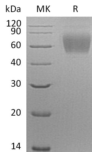 BL-2305NP: Greater than 95% as determined by reducing SDS-PAGE. (QC verified)Recombinant Human Siglec-9 Protein (C-6His)
