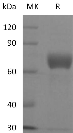 BL-2301NP: Greater than 95% as determined by reducing SDS-PAGE. (QC verified)