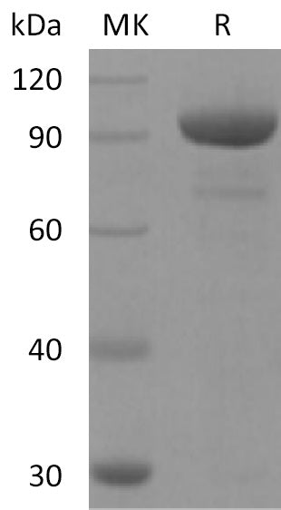 BL-2814NP: Greater than 95% as determined by reducing SDS-PAGE. (QC verified)