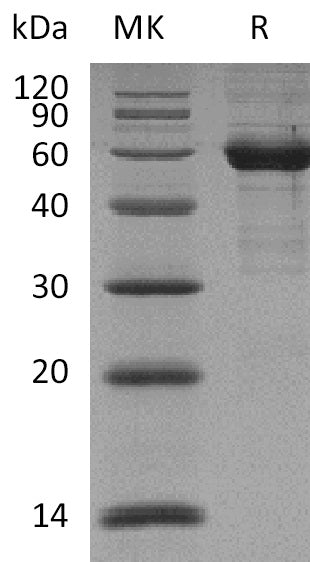 BL-2304NP: Greater than 90% as determined by reducing SDS-PAGE. (QC verified)