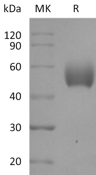 BL-2546NP: Greater than 95% as determined by reducing SDS-PAGE. (QC verified)