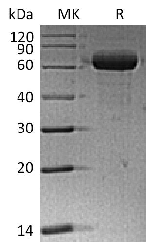 BL-2310NP: Greater than 95% as determined by reducing SDS-PAGE. (QC verified)Recombinant Human Siglec-15 Protein (C-Fc)