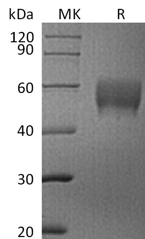 BL-2307NP: Greater than 95% as determined by reducing SDS-PAGE. (QC verified)Recombinant Human Siglec-7 Protein (C-6His)
