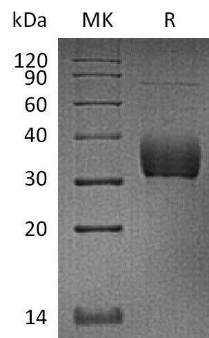 BL-2313NP: Greater than 95% as determined by reducing SDS-PAGE. (QC verified)