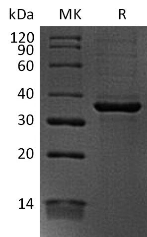 BL-2300NP: Greater than 90% as determined by reducing SDS-PAGE. (QC verified)Recombinant Human FGL1 Protein (C-6His)