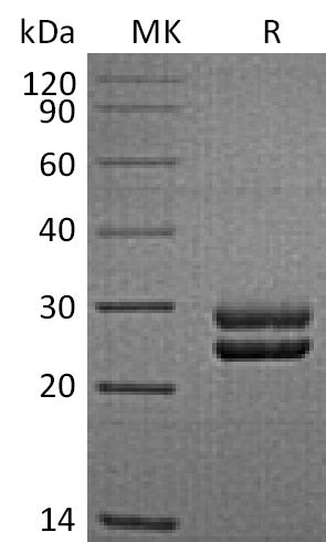 BL-2315NP: Greater than 95% as determined by reducing SDS-PAGE. (QC verified)Recombinant Sheep PRL Protein (C-6His)
