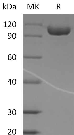 BL-2181NP: Greater than 95% as determined by reducing SDS-PAGE. (QC verified)Recombinant Human CD316 Protein (C-Fc)