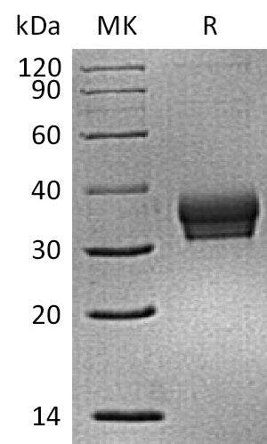 BL-2314NP: Greater than 95% as determined by reducing SDS-PAGE. (QC verified)