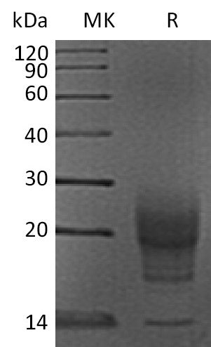BL-2112NP: Greater than 95% as determined by reducing SDS-PAGE. (QC verified)Recombinant Mouse IL-5 Protein (C-6His)