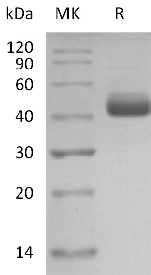 BL-2113NP: Greater than 95% as determined by reducing SDS-PAGE. (QC verified)Recombinant Human IL-5 Protein (C-mFc)