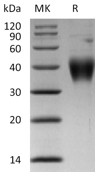 BL-2316NP: Greater than 95% as determined by reducing SDS-PAGE. (QC verified)Recombinant Human TSLP RProtein (C-6His)