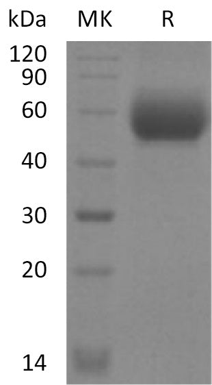 BL-2115NP: Greater than 95% as determined by reducing SDS-PAGE. (QC verified)