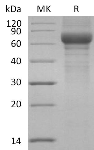 BL-2319NP: Greater than 90% as determined by reducing SDS-PAGE. (QC verified)