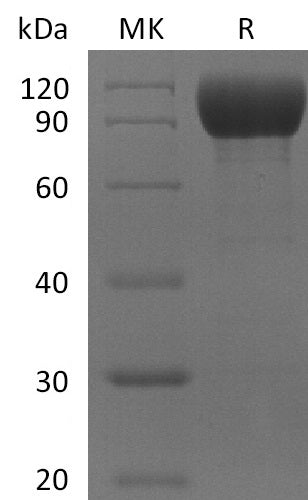 BL-2683NP: Greater than 95% as determined by reducing SDS-PAGE. (QC verified)