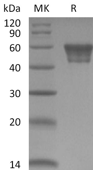 BL-2180NP: Greater than 95% as determined by reducing SDS-PAGE. (QC verified)Recombinant Human CD82 Protein (N-Fc)