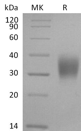 BL-2183NP: Greater than 95% as determined by reducing SDS-PAGE. (QC verified)Recombinant Cynomolgus CD16a Protein (C-6His)