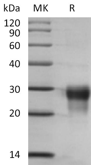 BL-2323NP: Greater than 95% as determined by reducing SDS-PAGE. (QC verified)Recombinant Human PLGF-2 Protein (C-6His)