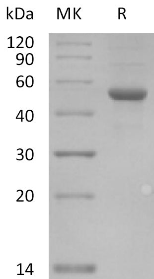BL-2117NP: Greater than 95% as determined by reducing SDS-PAGE. (QC verified)