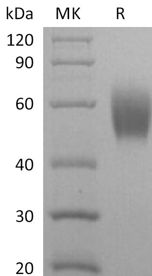 BL-2321NP: Greater than 95% as determined by reducing SDS-PAGE. (QC verified)Recombinant Cynomolgus SIRPA Protein (C-6His)