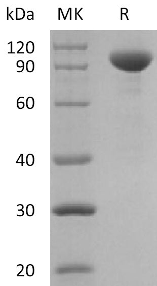 BL-2118NP: Greater than 95% as determined by reducing SDS-PAGE. (QC verified)Recombinant Human IL-23 Protein (C-Fc)
