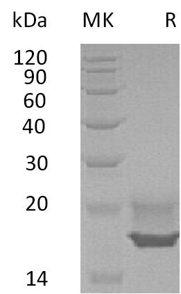 BL-2185NP: Greater than 95% as determined by reducing SDS-PAGE. (QC verified)Recombinant Human CDNF Protein (C-6His)