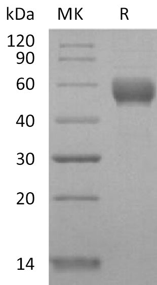 BL-2184NP: Greater than 95% as determined by reducing SDS-PAGE. (QC verified)Recombinant Human CD79B Protein (C-Fc)
