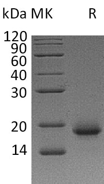 BL-2119NP: Greater than 95% as determined by reducing SDS-PAGE. (QC verified)