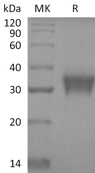 BL-2328NP: Greater than 95% as determined by reducing SDS-PAGE. (QC verified)Recombinant Human STC-1 Protein (C-6His)