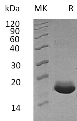 BL-0780NP: Greater than 95% as determined by reducing SDS-PAGE. (QC verified)Recombinant Human MANF Protein (C-6His)