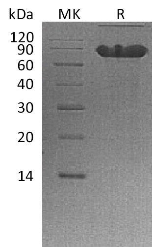 BL-2187NP: Greater than 90% as determined by reducing SDS-PAGE. (QC verified)Recombinant Human CD44 Protein (C-Fc)