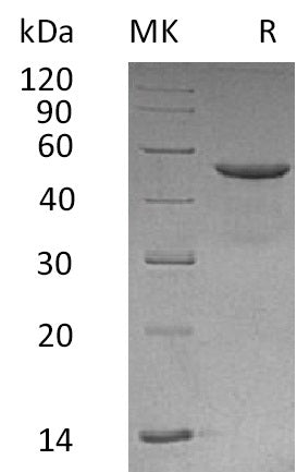 BL-0051NP: Greater than 95% as determined by reducing SDS-PAGE. (QC verified)Recombinant Human CD99 Protein (C-Fc)