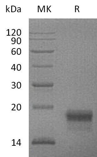 BL-0782NP: Greater than 95% as determined by reducing SDS-PAGE. (QC verified)Recombinant Mouse VEGF-D Protein (C-6His)