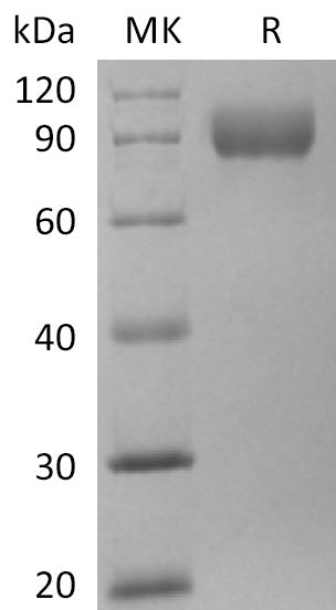 BL-2122NP: Greater than 95% as determined by reducing SDS-PAGE. (QC verified)Recombinant Human TRAIL R3 Protein (C-Fc-6His)