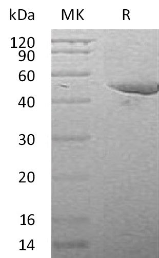 BL-2731NP: Greater than 95% as determined by reducing SDS-PAGE. (QC verified)