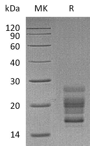 BL-2121NP: Greater than 95% as determined by reducing SDS-PAGE. (QC verified)