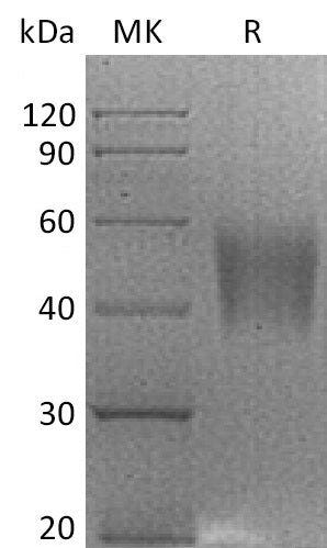 B7H4-0570NP: Greater than 95% as determined by reducing SDS-PAGE. (QC verified)Recombinant Rhesus Macaque B7-H4 Protein (C-6His)