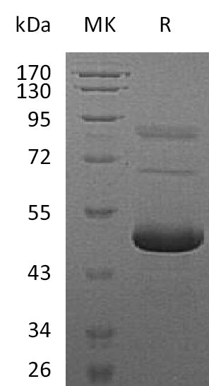 BL-1239NP: Greater than 90% as determined by reducing SDS-PAGE. (QC verified)Recombinant Mouse EFNA5 Protein (C-6His)