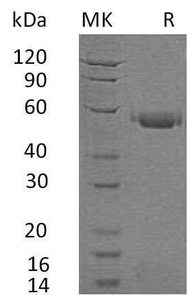 BL-0053NP: Greater than 95% as determined by reducing SDS-PAGE. (QC verified)Recombinant Human CD40 Protein (C-Fc)