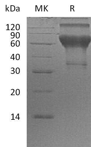 BL-2337NP: Greater than 90% as determined by reducing SDS-PAGE. (QC verified)Recombinant Human LMIR2 Protein (C-Fc)