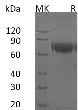 BL-2334NP: Greater than 95% as determined by reducing SDS-PAGE. (QC verified)Recombinant Human IFNAR2 Protein (C-Fc)