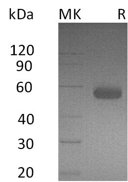 BL-2581NP: Greater than 90% as determined by reducing SDS-PAGE. (QC verified)