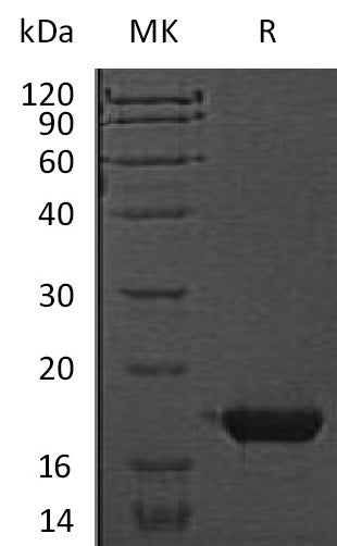 BL-1450NP: Greater than 95% as determined by reducing SDS-PAGE. (QC verified)Recombinant Mouse CST7 Protein (C-6His)