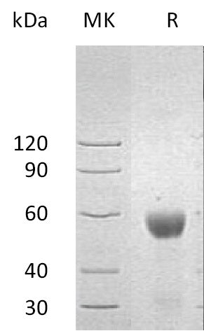 BL-0013NP: Greater than 90% as determined by reducing SDS-PAGE. (QC verified)Recombinant Human NKG2DL2Protein (C-Fc)