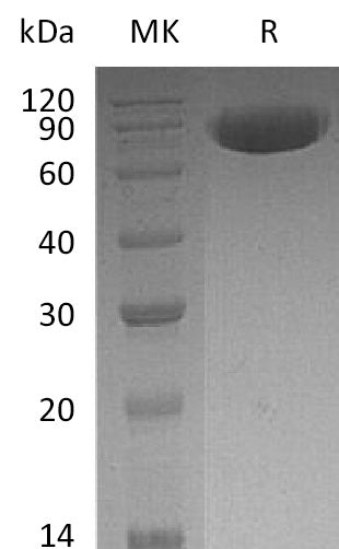 BL-2189NP: Greater than 95% as determined by reducing SDS-PAGE. (QC verified)Recombinant Human CD200 Protein (C-Fc)