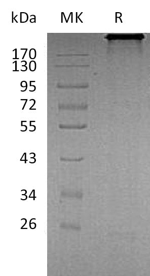 BL-2190NP: Greater than 90% as determined by reducing SDS-PAGE. (QC verified)Recombinant Human CDH6 Protein (C-Fc)