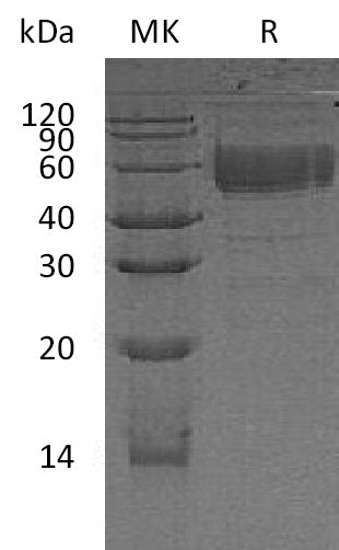 BL-2191NP: Greater than 90% as determined by reducing SDS-PAGE. (QC verified)Recombinant Human CD83 Protein (C-Fc)