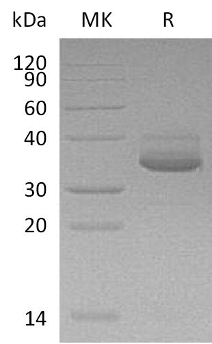BL-0787NP: Greater than 95% as determined by reducing SDS-PAGE. (QC verified)Recombinant Human CXCL10 Protein (C-Fc-6His)